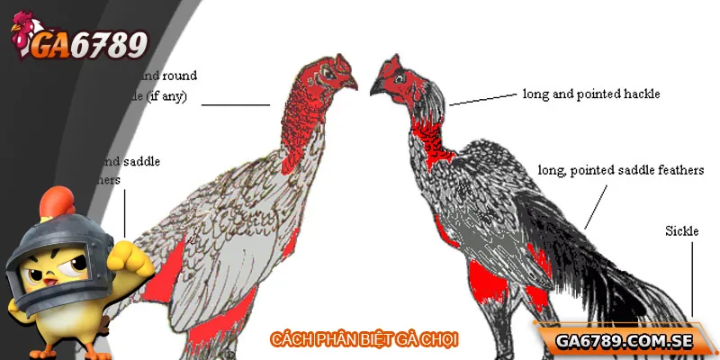 Cách Phân Biệt Gà Chọi Chuẩn Để Chọn Được Chiến Kê Tốt Nhất