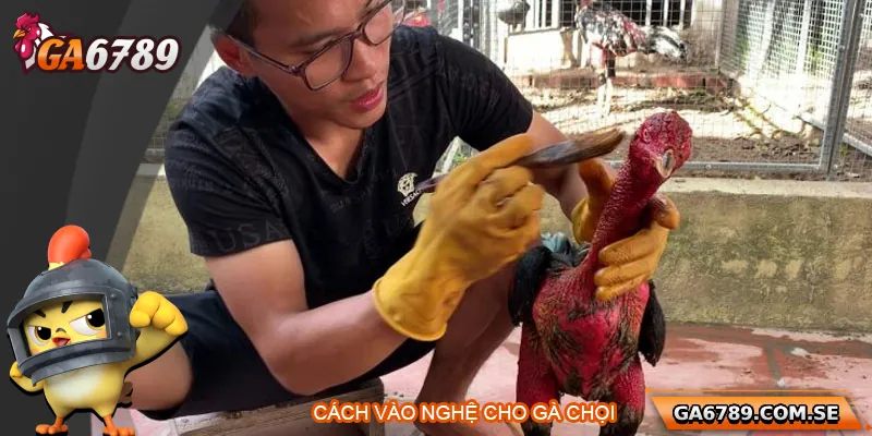 Cách Vào Nghệ Cho Gà Chọi Đúng Chuẩn Giúp Gà Sung Sức