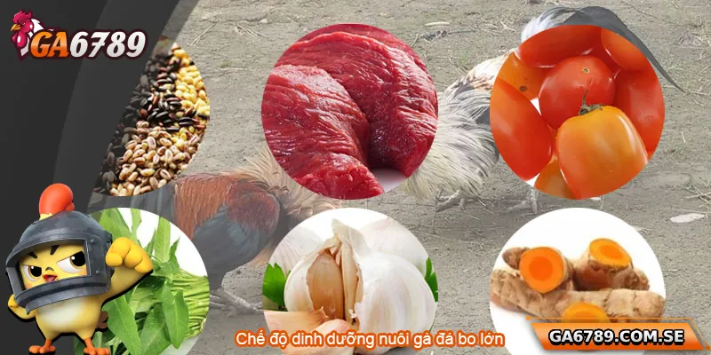Chế độ dinh dưỡng là yếu tố quan trọng trong nuôi gà đá bo lớn