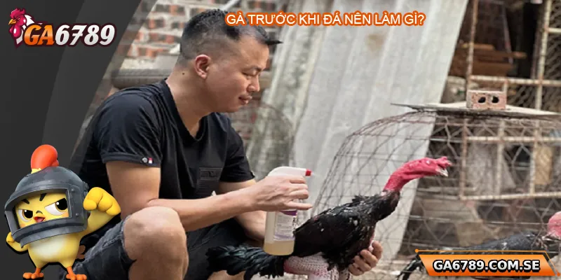 Gà Trước Khi Đá Nên Làm Gì Để Đá Sung Và Chiến Thắng?