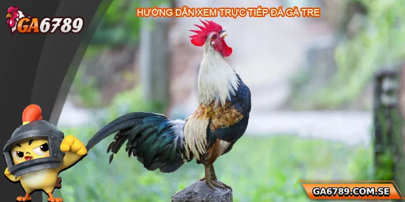 Hướng dẫn xem trực tiếp đá gà tre nhanh chóng