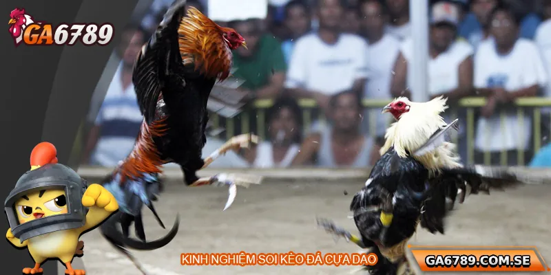 Kinh nghiệm soi kèo đá gà cựa dao hiệu quả