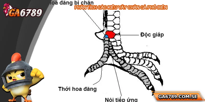 Phân tích các kiểu vảy chân gà phổ biến
