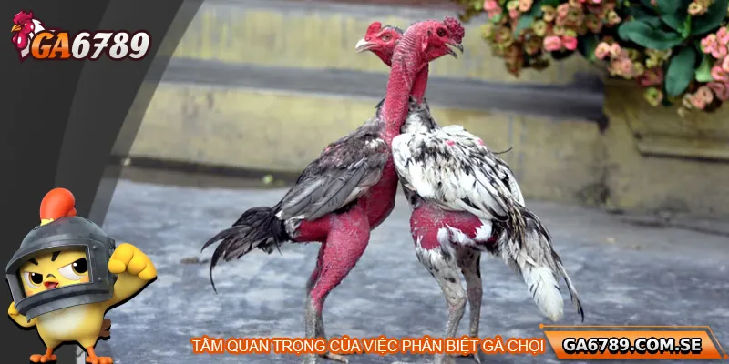 Tầm quan trọng của việc phân biệt gà chọi