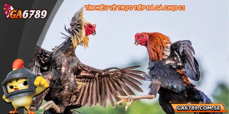 Tìm hiểu về trực tiếp đá gà chọi C1