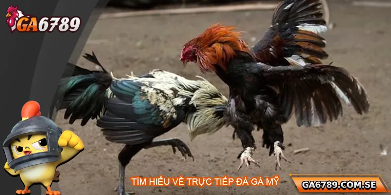 Tìm hiểu về trực tiếp đá gà Mỹ