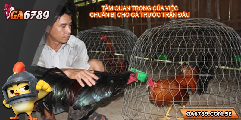 Gà Trước Khi Đá Nên Làm Gì Để Đá Sung Và Chiến Thắng? 1 Vai trò quan trọng của việc chuẩn bị cho gà trước trận đấu