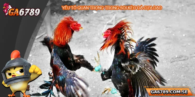 Yếu tố quan trọng khi soi kèo đá gà cựa dao